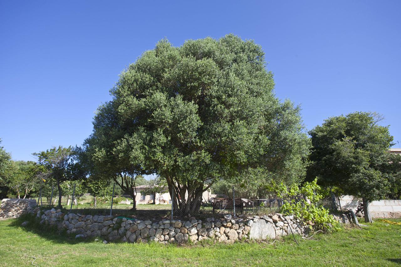 Dalt Murada Farm stay